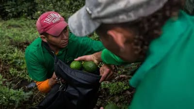 Trabajadores llenan una bolsa con aguacates durante una cosecha en la finca La Regada en Salgar, departamento de Antioquia, Colombia, el lunes 16 de abril de 2018. Fotógrafo: Eduardo Leal/Bloomberg