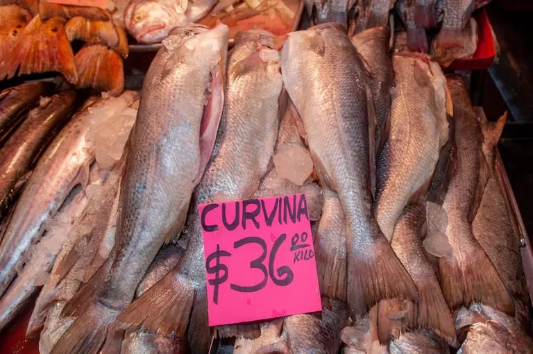 La curvina es uno de los productos de mar que estará garantizado en los mercados y autoservicios para los consumidores durante esta temporada. (Cortesía: Sader)dfd