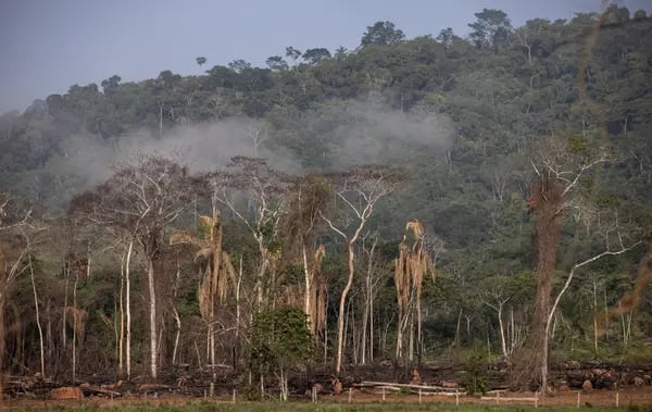 A diferencia de la deforestación, que consiste en la eliminación completa de los árboles autóctonos, esa franja de Brasil sufrió la eliminación parcial de la vegetación debido a las quemas, la minería y la tala.