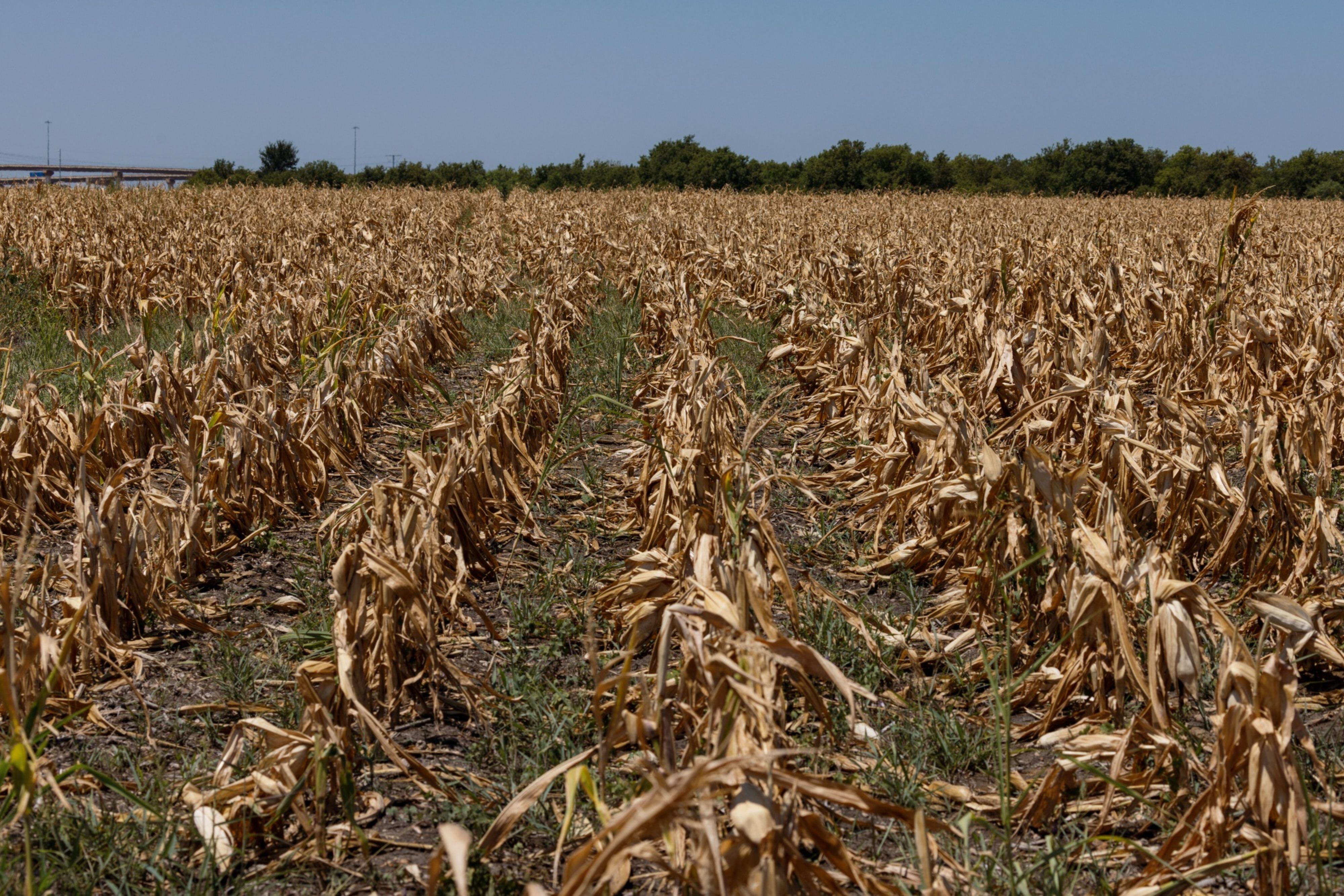 Tips For Harvesting Downed Corn, And Dealing With The Aftermath