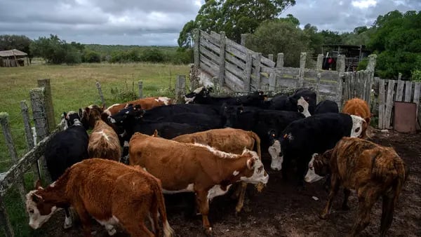 Acuerdo de los gigantes de la carne de vacuno sufre un revés: Uruguay veta la transaccióndfd