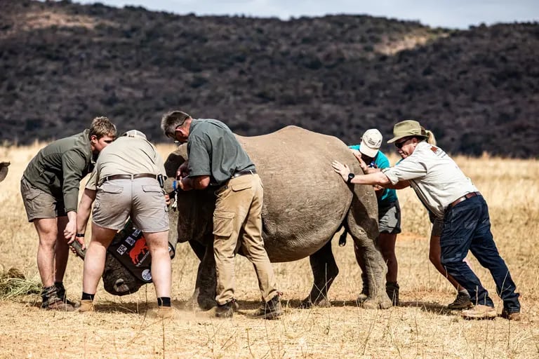 Miembros del Proyecto Rhisotope se preparan para instalar un perdigón radiactivo en un orfanato de rinocerontes de la provincia de Limpopo. Fotógrafo: Cebisile Mbonani/Bloombergdfd