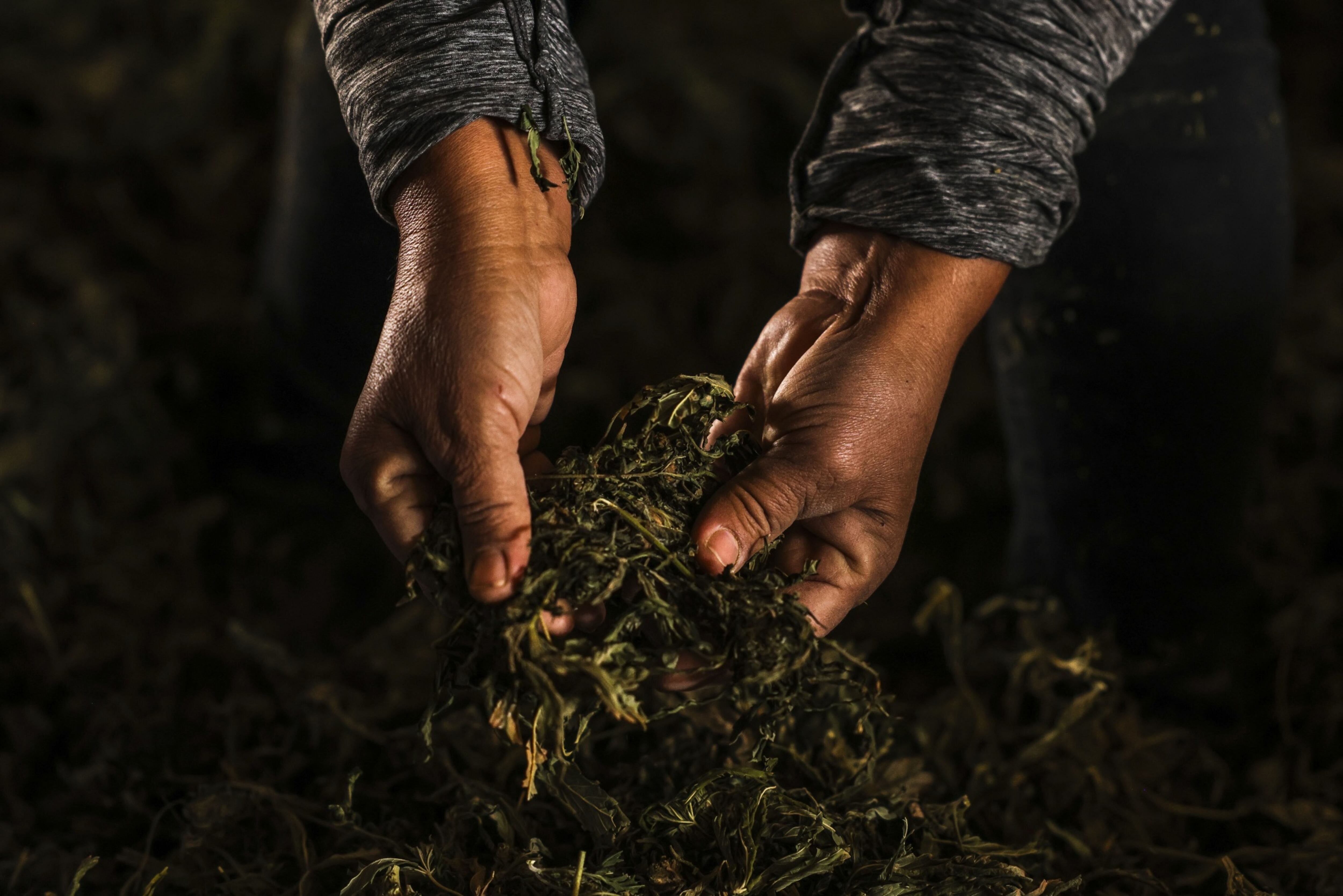 Ropa colombiana fabricada con fibra de cáñamo de cannabis irrumpe en .