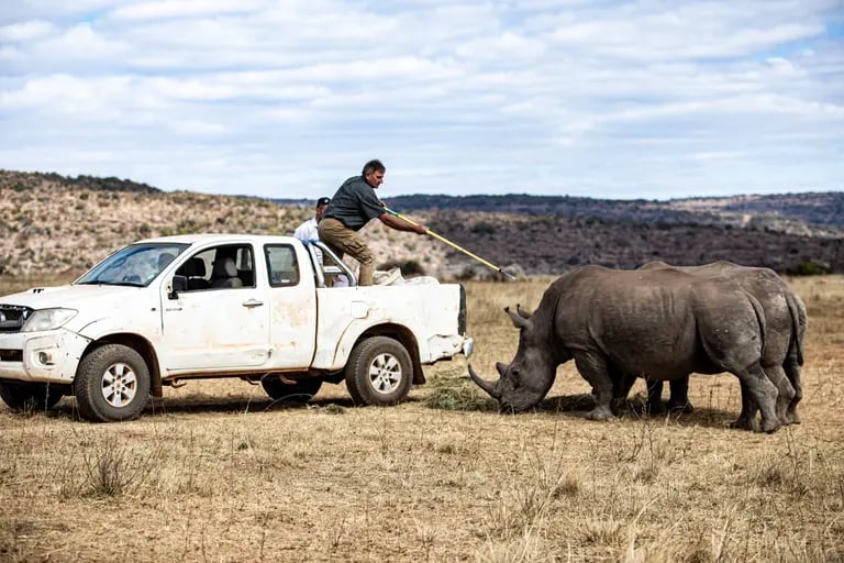 Pierre Bester tranquiliza a un rinoceronte en Mokopane, Limpopo, Sudáfrica. Fotógrafo: Cebisile Mbonani/Bloombergdfd