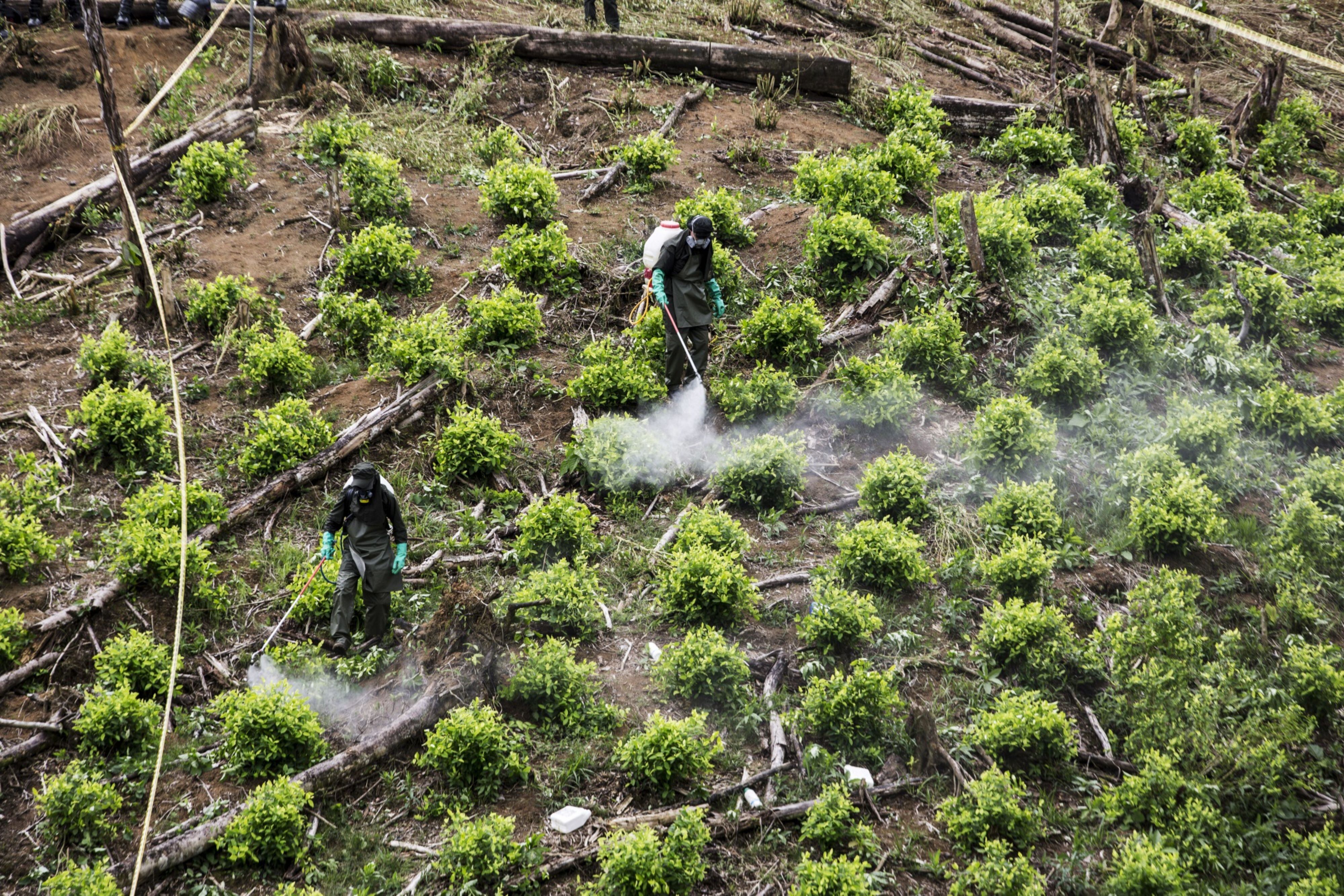 Colombia, Bolivia to ask UN to remove coca leaf from narcotics list