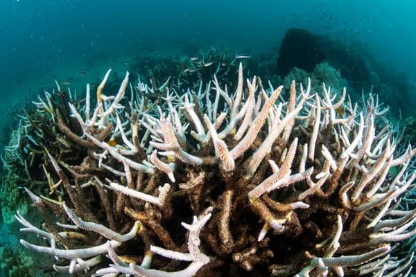 Blanqueamiento de arrecife de coral