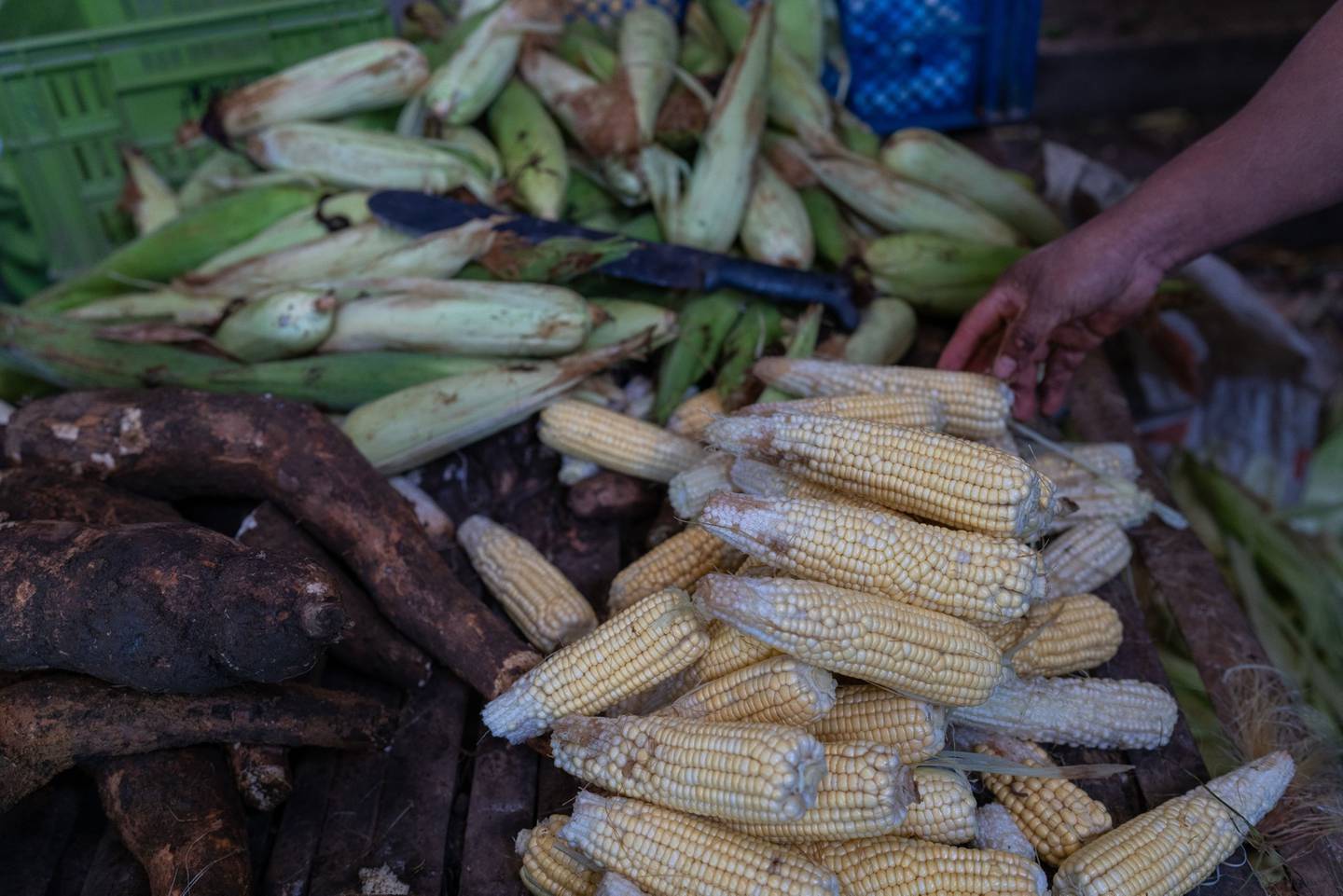 Trigo y maíz: ¿en qué momento Colombia prefirió importar más que producir?