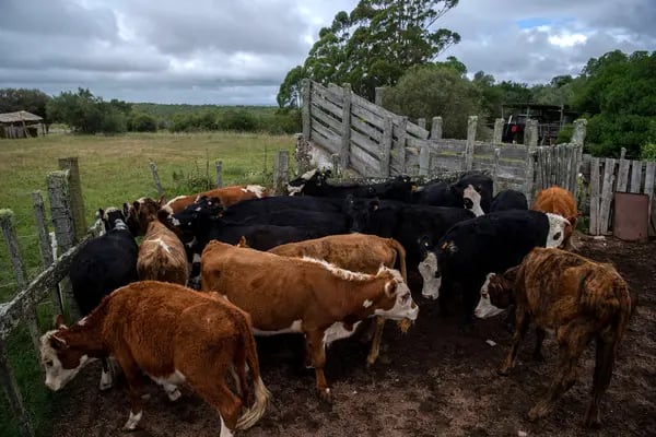 Minerva busca ampliar su dominio sobre las exportaciones sudamericanas de carne de vacuno en un momento en que la escasez de ganado en EE.UU. ha provocado un aumento de la demanda de carne de vacuno de otras regiones.