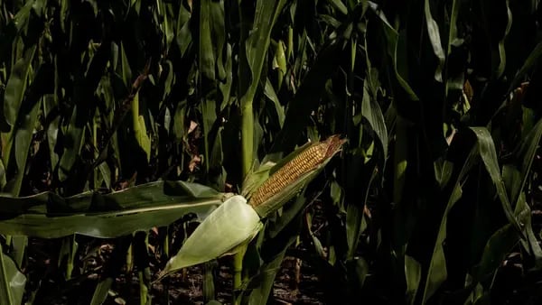 Argentina prepara o primeiro carregamento de milho para a China em 15 anosdfd