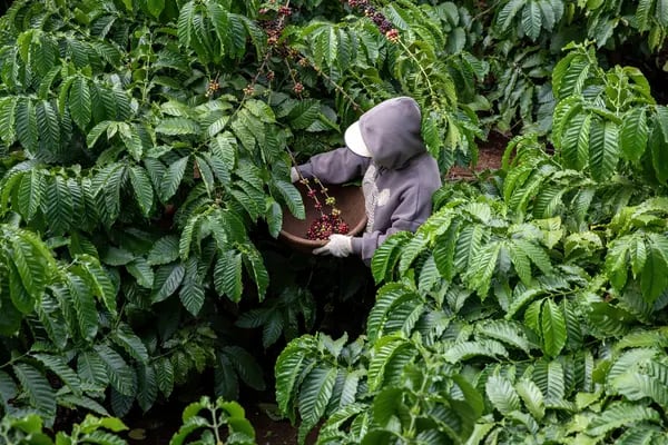 El mundo se encamina hacia el cuarto año de escasez de café instantáneo en grano