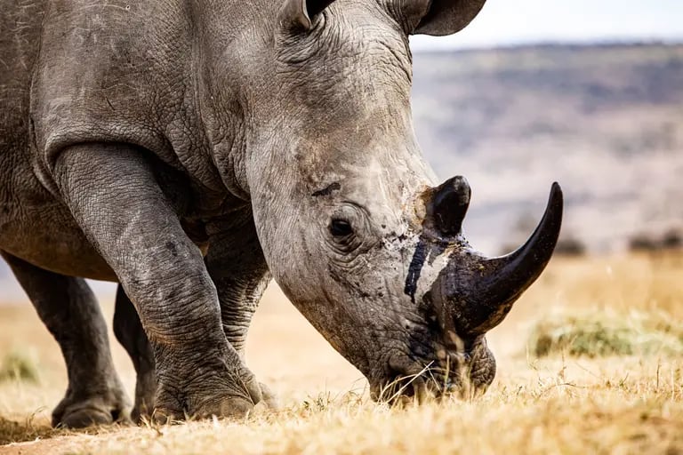 Un rinoceronte llamado Beckham con un pellet radiactivo perforado en su cuerno. Fotógrafo: Cebisile Mbonani/Bloombergdfd