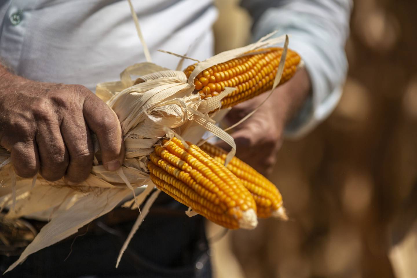 Soja, maíz y trigo: cuánto producirá y exportará Argentina en 2023, según  el USDA