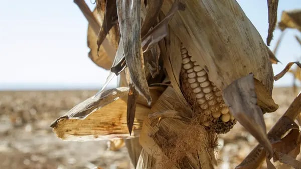 Seca afeta produção de milho da África do Sul, e países vizinhos recorrem ao Brasildfd