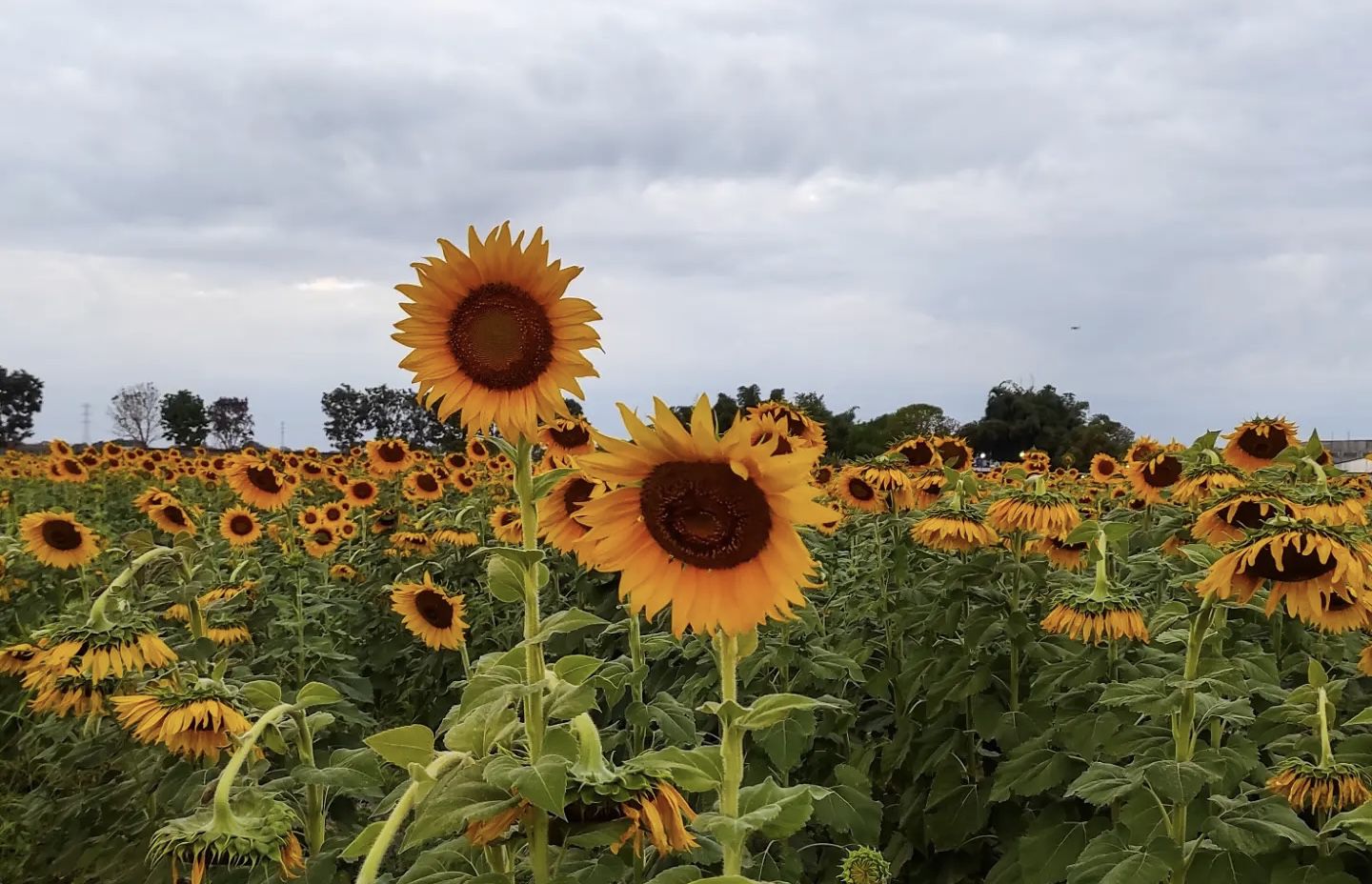 Los girasoles que volvieron a florecer en Venezuela luego de seis años