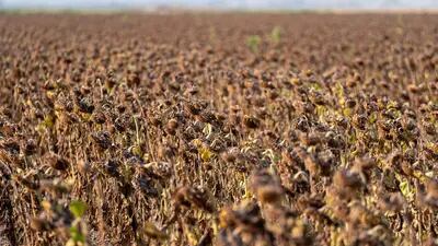 Girasoles muertos a causa de la sequía en un sembradío de California