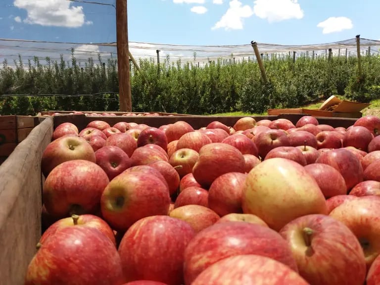 A RAR exporta maçã para diversos países no mundo e trabalha para produzir a variedade orgânica. Foto: RAR/Divulgaçãodfd