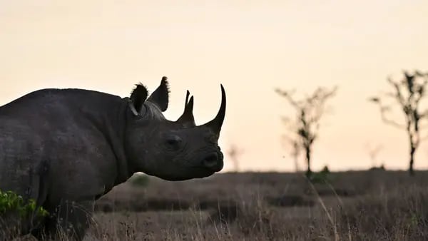 ¿Cómo mantener caliente en invierno a un rinoceronte en peligro de extinción?dfd