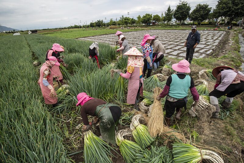 Trabalhadores agrícolas na China