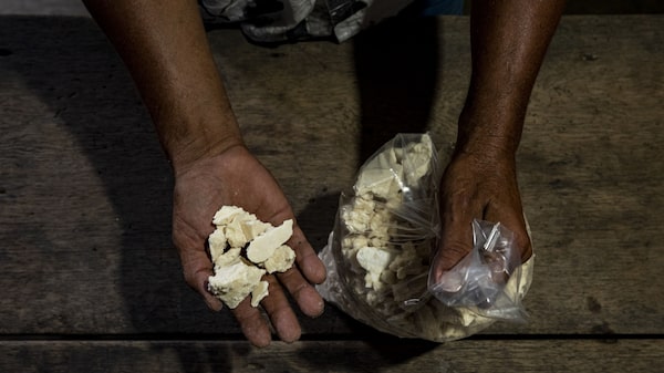 Cocaína producida en Colombia alcanzó 1.700 toneladas: hectáreas de coca subieron 13%
