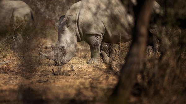 Dos mil rinocerontes se subastarán en línea: medio sudafricano
