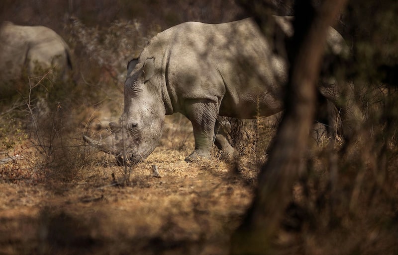 Un rinoceronte blanco durante un safari guiado en la reserva de Dinokeng, a las afueras de Pretoria.