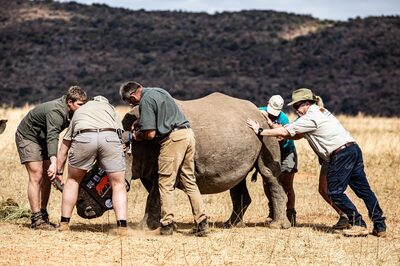 Miembros del Proyecto Rhisotope se preparan para instalar un perdigón radiactivo en un orfanato de rinocerontes de la provincia de Limpopo. Fotógrafo: Cebisile Mbonani/Bloomberg