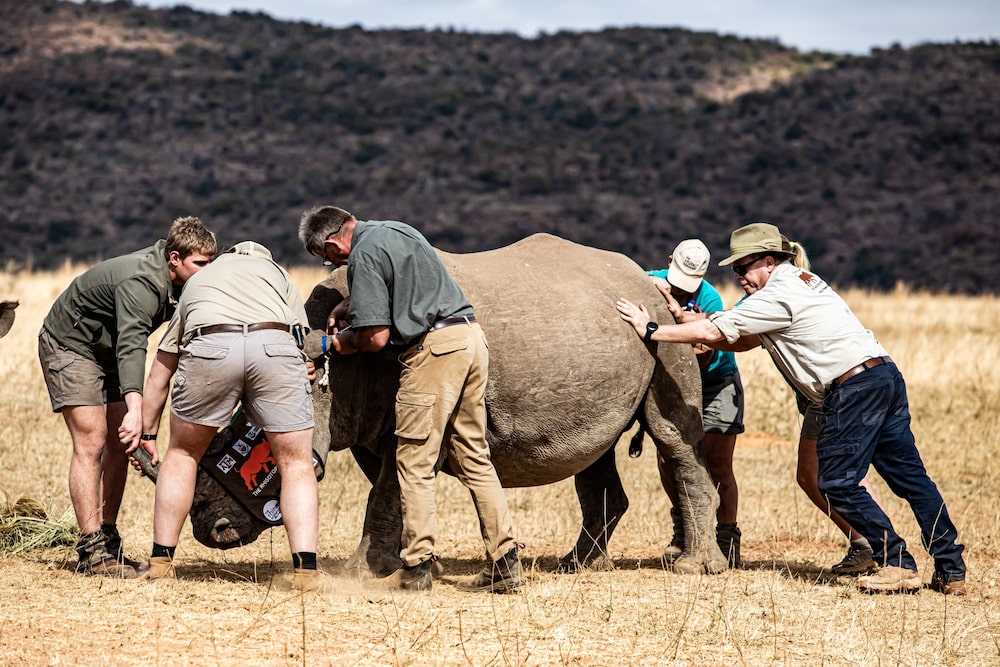 Miembros del Proyecto Rhisotope se preparan para instalar un perdigón radiactivo en un orfanato de rinocerontes de la provincia de Limpopo. Fotógrafo: Cebisile Mbonani/Bloomberg