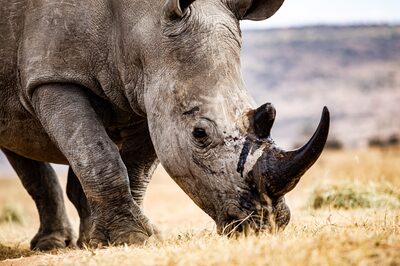 Un rinoceronte llamado Beckham con un pellet radiactivo perforado en su cuerno. Fotógrafo: Cebisile Mbonani/Bloomberg