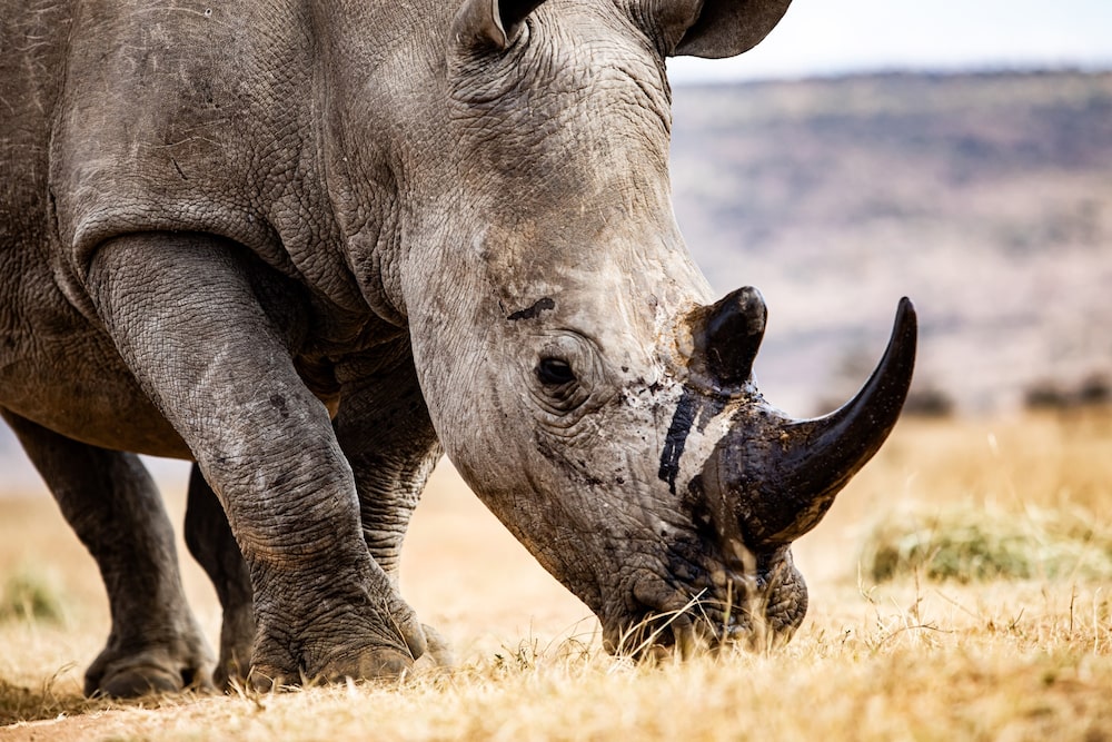 Un rinoceronte llamado Beckham con un pellet radiactivo perforado en su cuerno. Fotógrafo: Cebisile Mbonani/Bloomberg