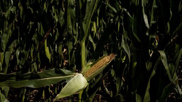 Argentina prepara o primeiro carregamento de milho para a China em 15 anos
