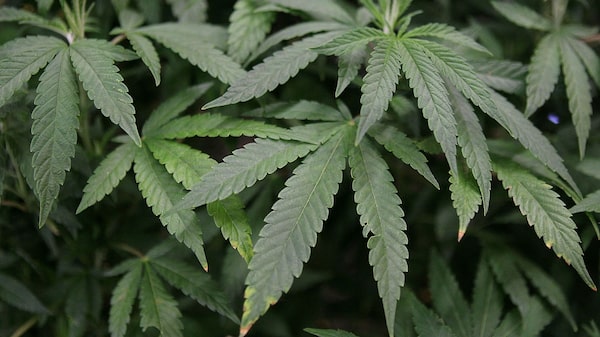 Acciones de cannabis se disparan tras petición de pasarla a categoría de menor riesgo