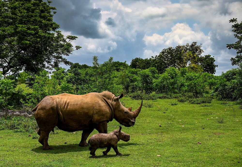 Rinoceronte y su cría