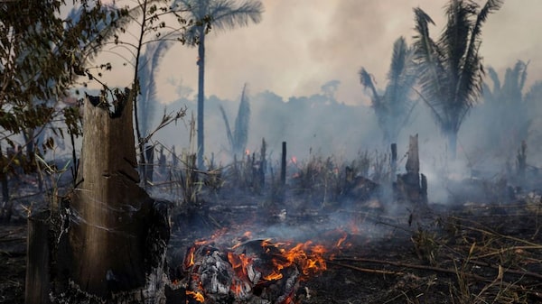 Damage to Amazon Rainforest Could Cost Brazil $184 Billion: World Bank 