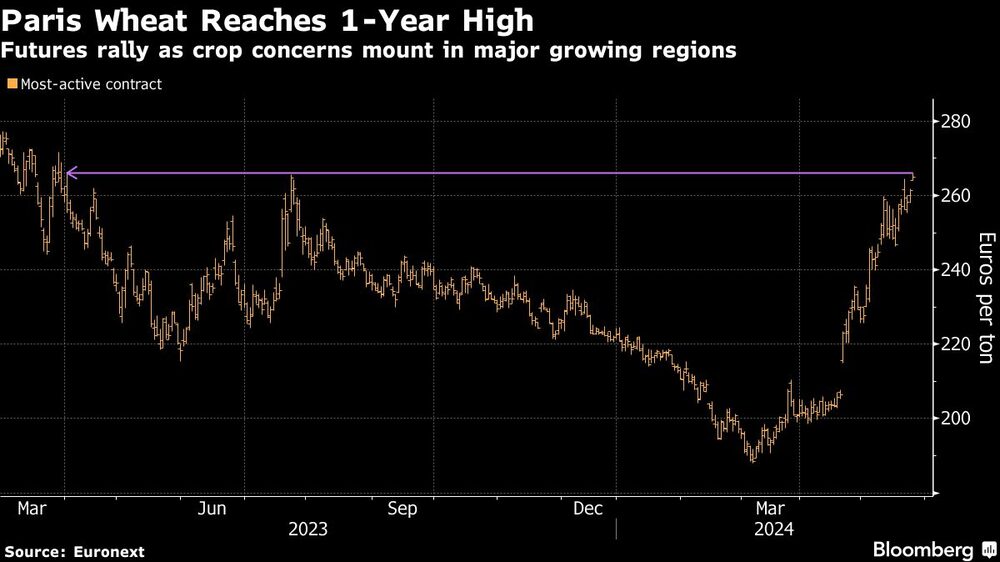 Paris Wheat Reaches 1-Year High | Futures rally as crop concerns mount in major growing regions