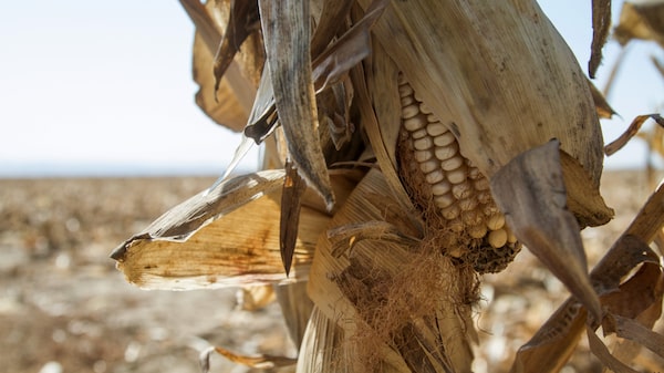 Seca afeta produção de milho da África do Sul, e países vizinhos recorrem ao Brasil