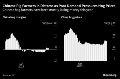 Los porcicultores chinos han perdido dinero en su mayoría este año.