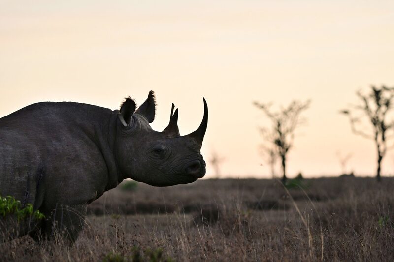 ¿Cómo mantener caliente en invierno a un rinoceronte en peligro de extinción?