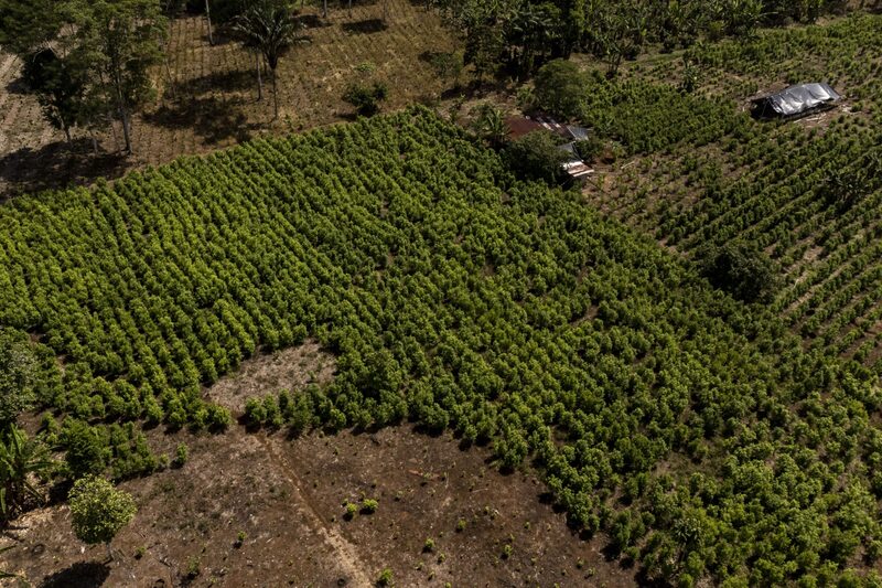 Cultivos de coca. Fotógrafo: Esteban Vanegas/Bloomberg