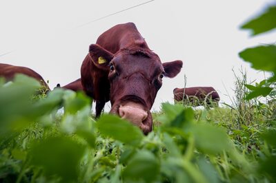 Una vaca Red Poll pasta en una granja de ganado en Fobbing, Reino Unido, el martes 22 de junio de 2021.