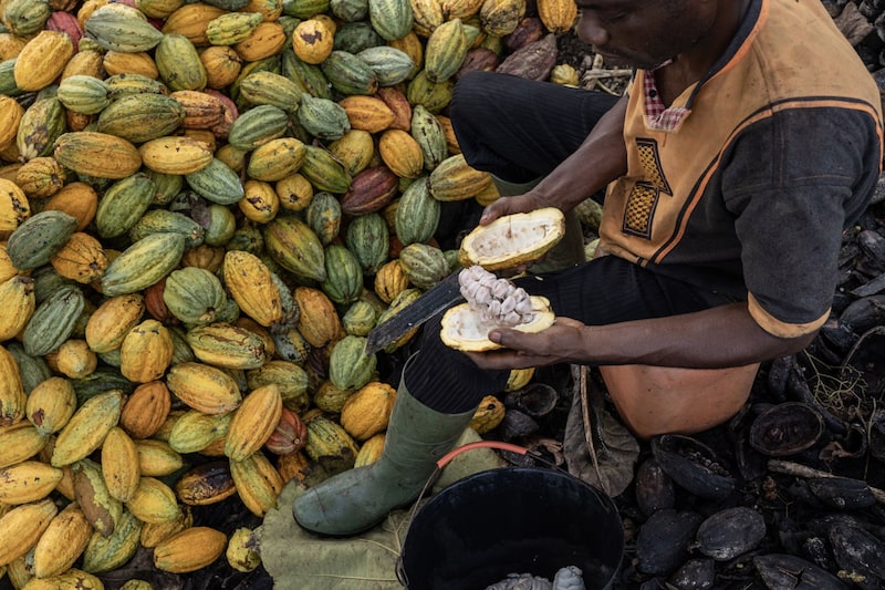 El buen tiempo impulsa la cosecha de cacao en Costa de Marfil