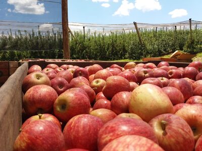 A RAR exporta maçã para diversos países no mundo e trabalha para produzir a variedade orgânica. Foto: RAR/Divulgação