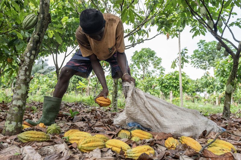 Un trabajador recoge en un saco las vainas de cacao cortadas de los árboles en una granja de Azaguie, Costa de Marfil, el viernes 18 de noviembre de 2022.