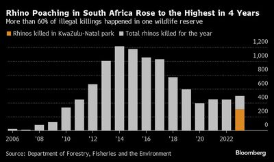 Gráficos de la caza furtiva de rinocerontes en Sudáfrica alcanza su nivel más alto en 4 años