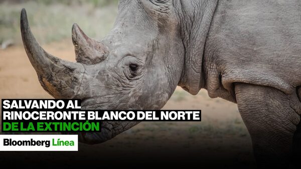 Salvando al rinoceronte blanco del norte de la extinción